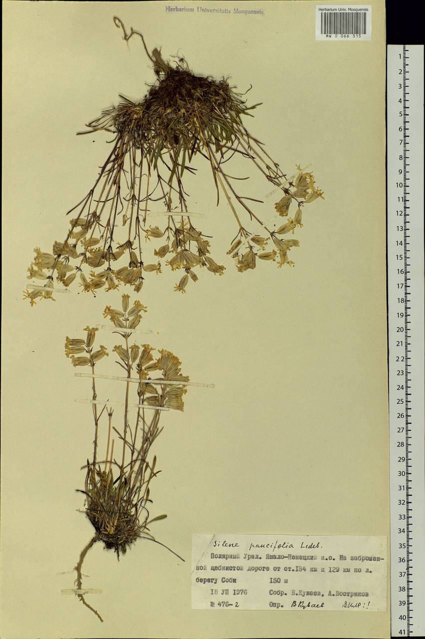 Silene chamarensis Turcz., Siberia, Western Siberia (S1) (Russia)