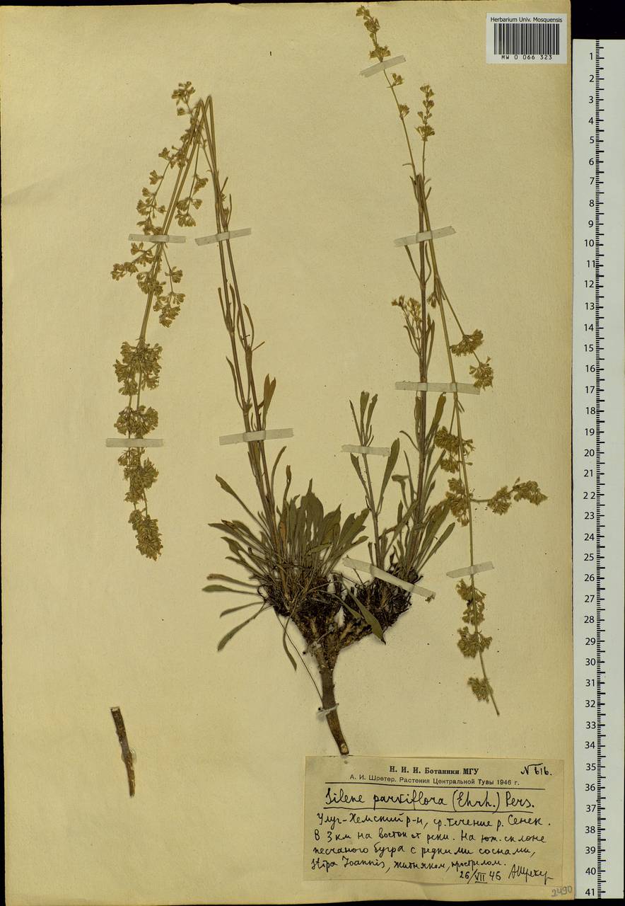 Silene borysthenica (Gruner) Walters, Siberia, Altai & Sayany Mountains (S2) (Russia)