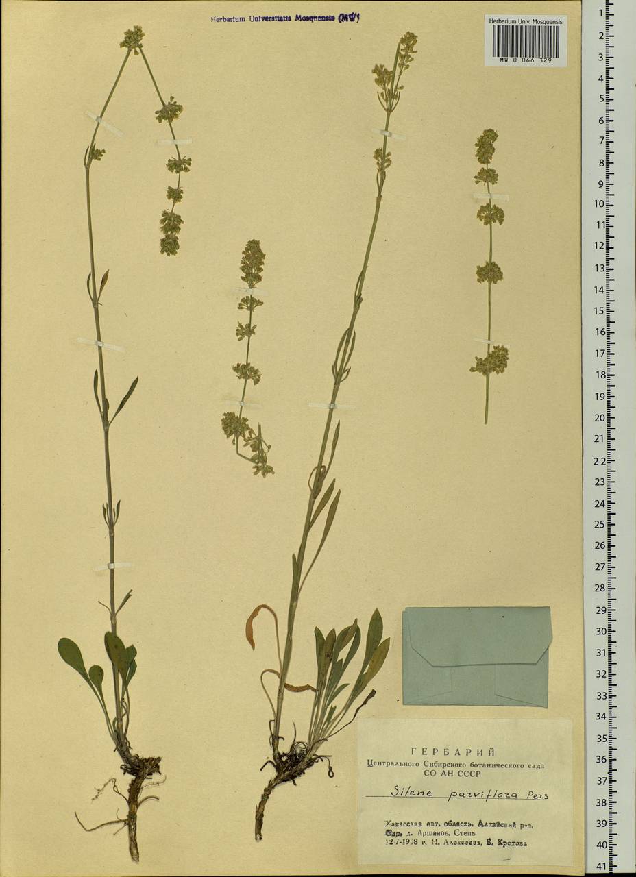 Silene borysthenica (Gruner) Walters, Siberia, Altai & Sayany Mountains (S2) (Russia)