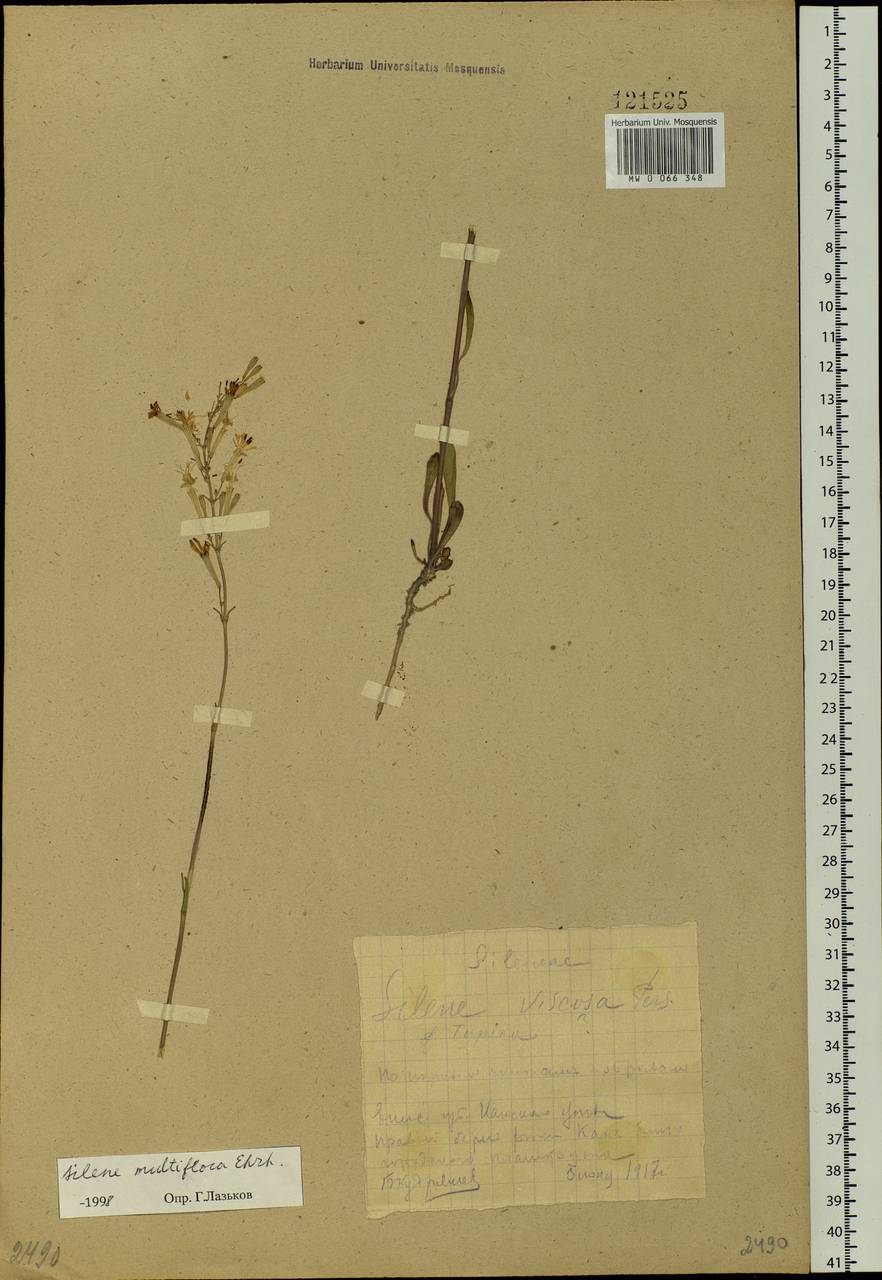 Silene nutans L., Siberia, Central Siberia (S3) (Russia)