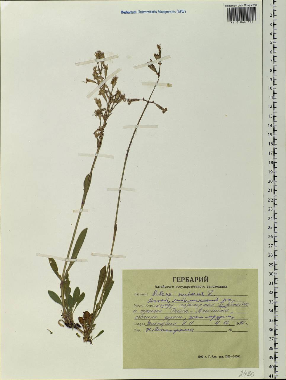 Silene nutans L., Siberia, Altai & Sayany Mountains (S2) (Russia)