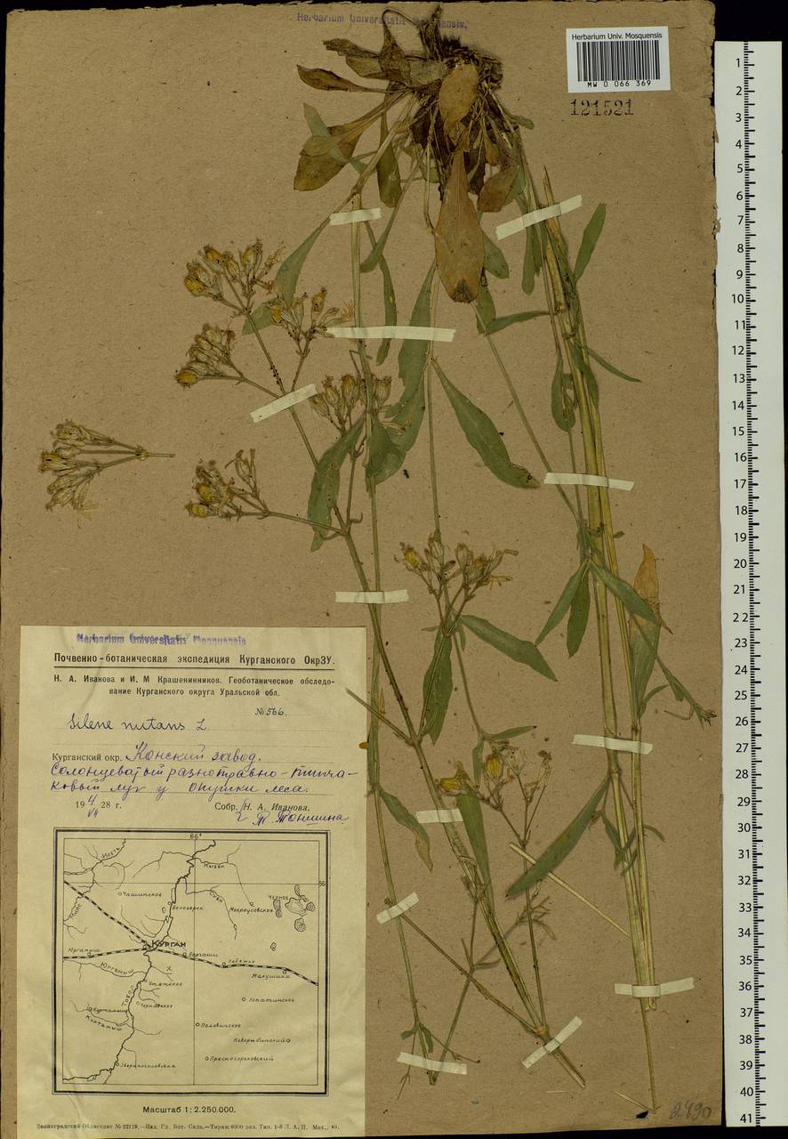 Silene nutans, Siberia, Western Siberia (S1) (Russia)