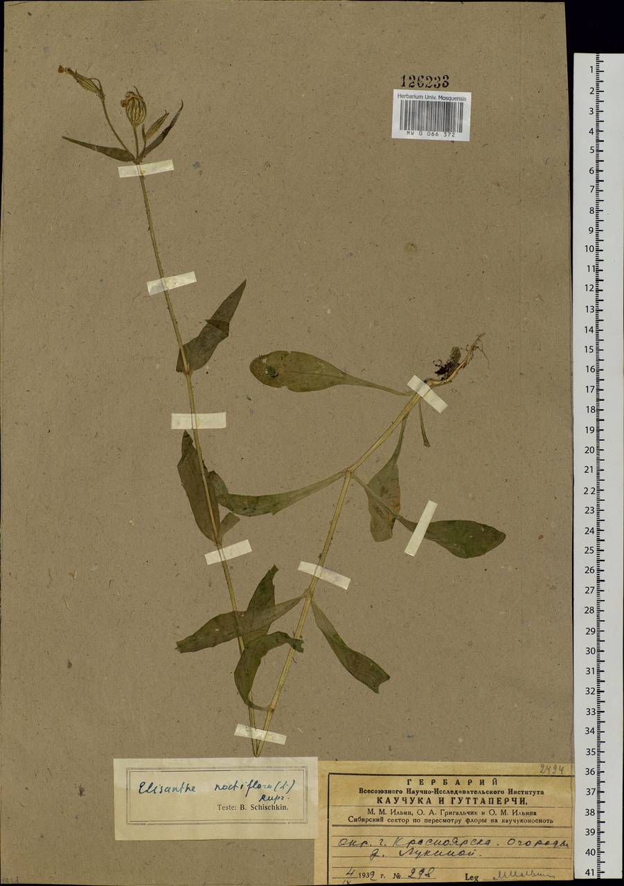 Silene noctiflora L., Siberia, Central Siberia (S3) (Russia)