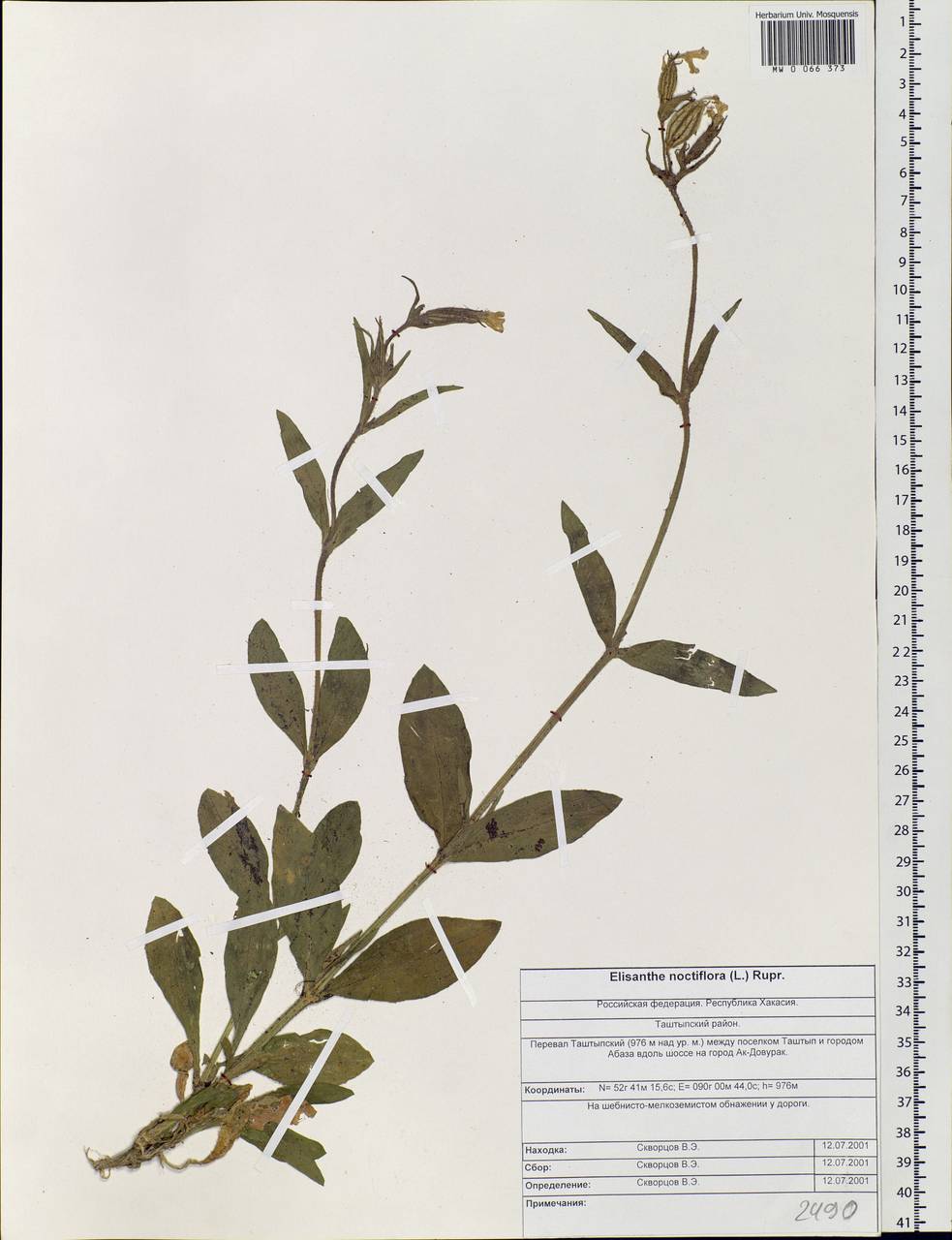 Silene noctiflora L., Siberia, Altai & Sayany Mountains (S2) (Russia)