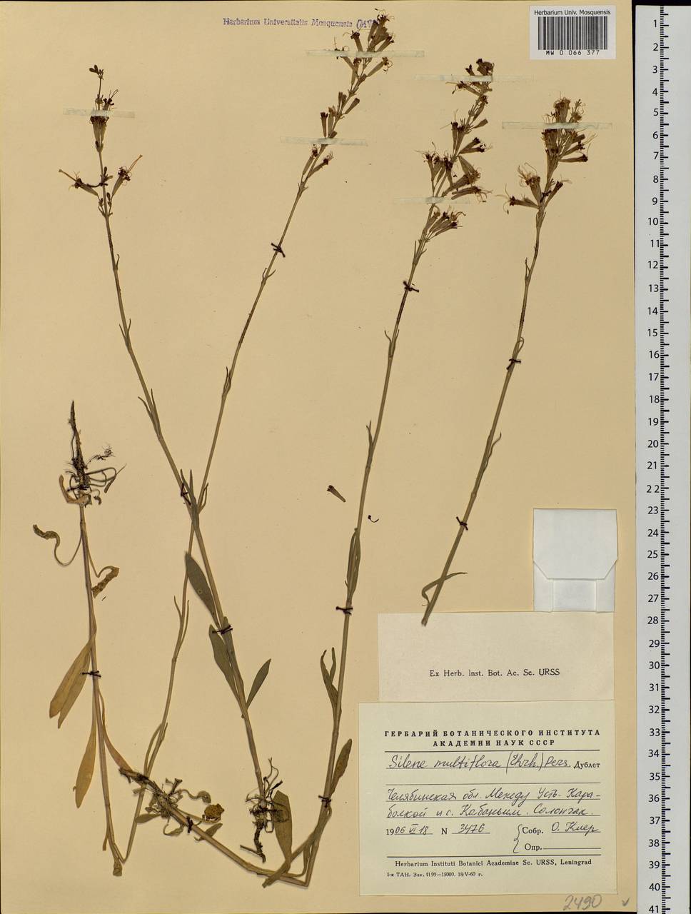 Silene multiflora (Ehrh.) Pers., Eastern Europe, Eastern region (E10) (Russia)