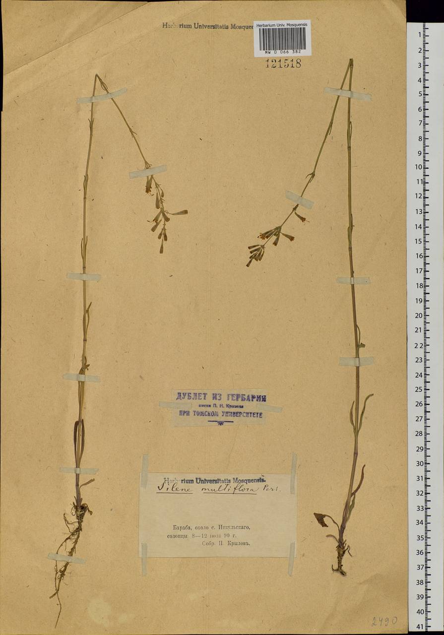 Silene multiflora (Ehrh.) Pers., Siberia, Western Siberia (S1) (Russia)