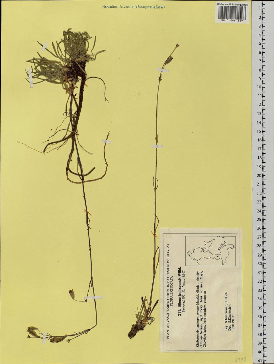 Silene jeniseensis Willd., Siberia, Russian Far East (S6) (Russia)