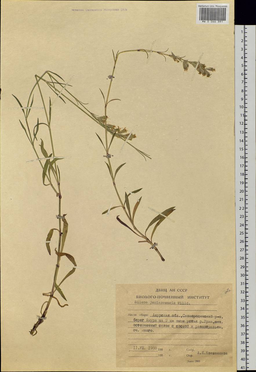 Silene jeniseensis Willd., Siberia, Russian Far East (S6) (Russia)