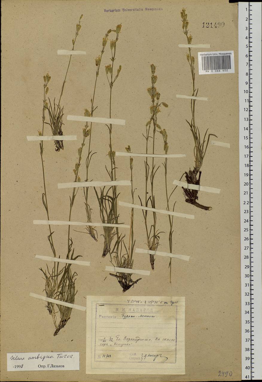 Silene jeniseensis Willd., Siberia, Baikal & Transbaikal region (S4) (Russia)