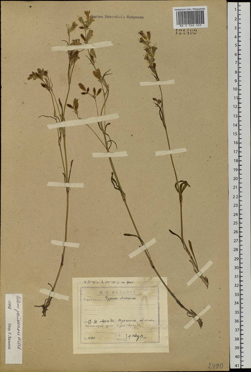 Silene jeniseensis Willd., Siberia, Baikal & Transbaikal region (S4) (Russia)