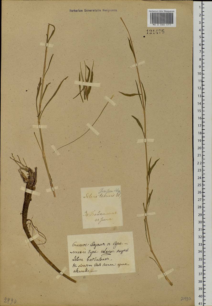 Silene jeniseensis Willd., Siberia, Baikal & Transbaikal region (S4) (Russia)