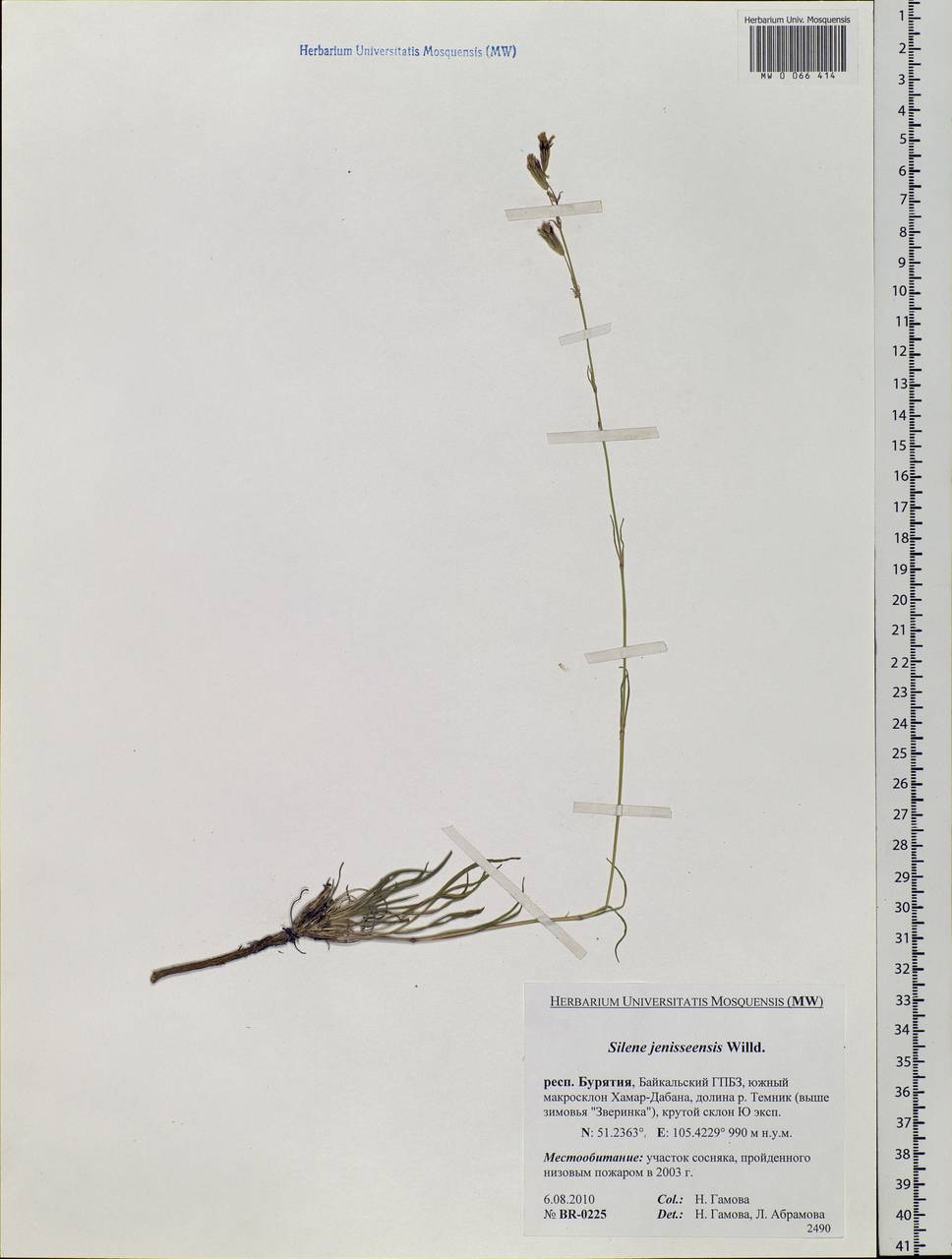 Silene jeniseensis Willd., Siberia, Baikal & Transbaikal region (S4) (Russia)