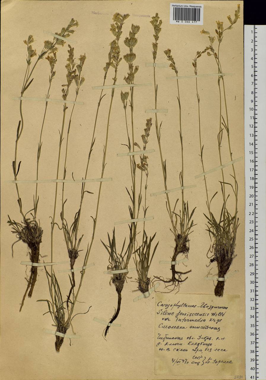 Silene jeniseensis Willd., Siberia, Baikal & Transbaikal region (S4) (Russia)