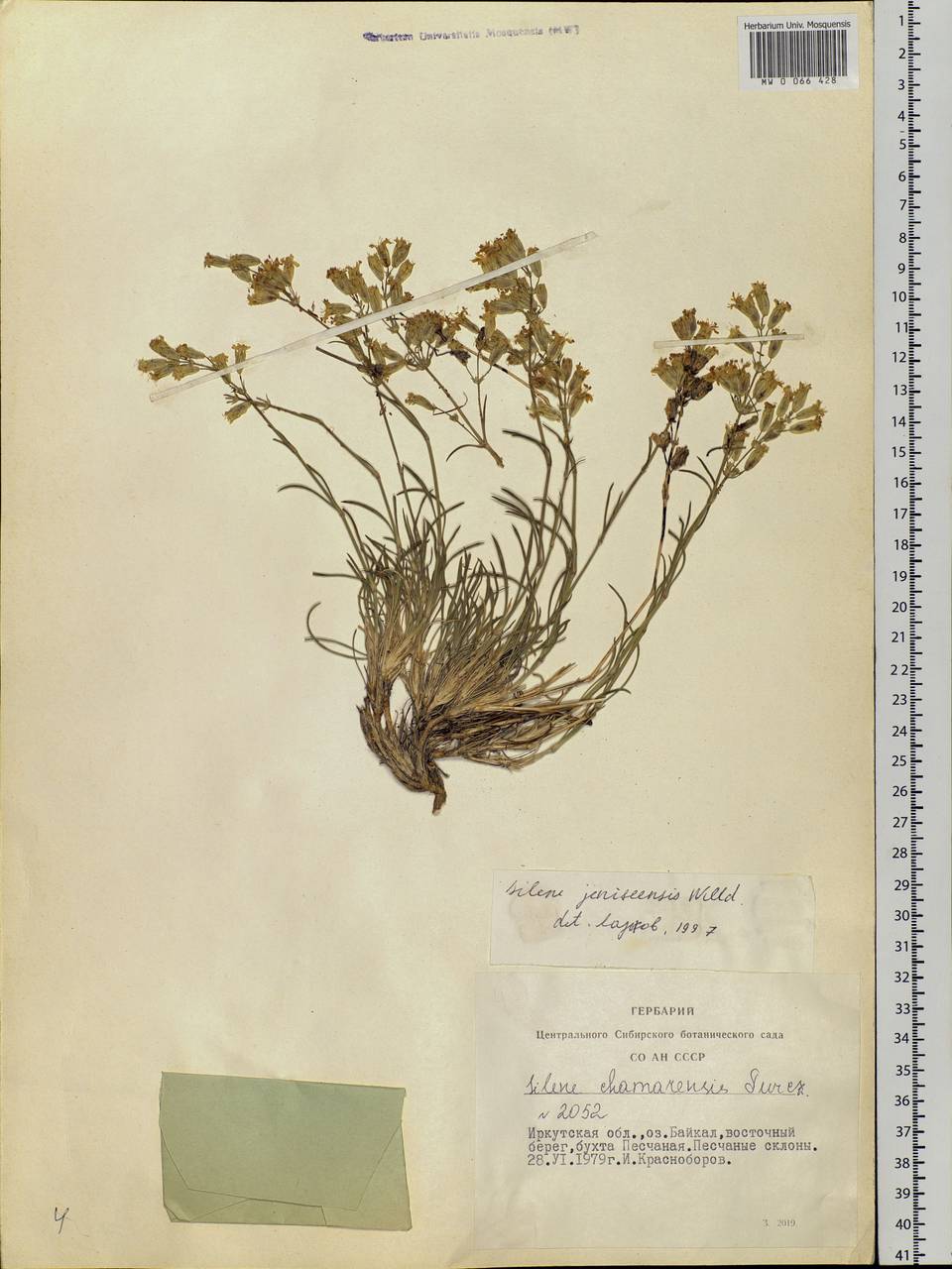 Silene jeniseensis Willd., Siberia, Baikal & Transbaikal region (S4) (Russia)