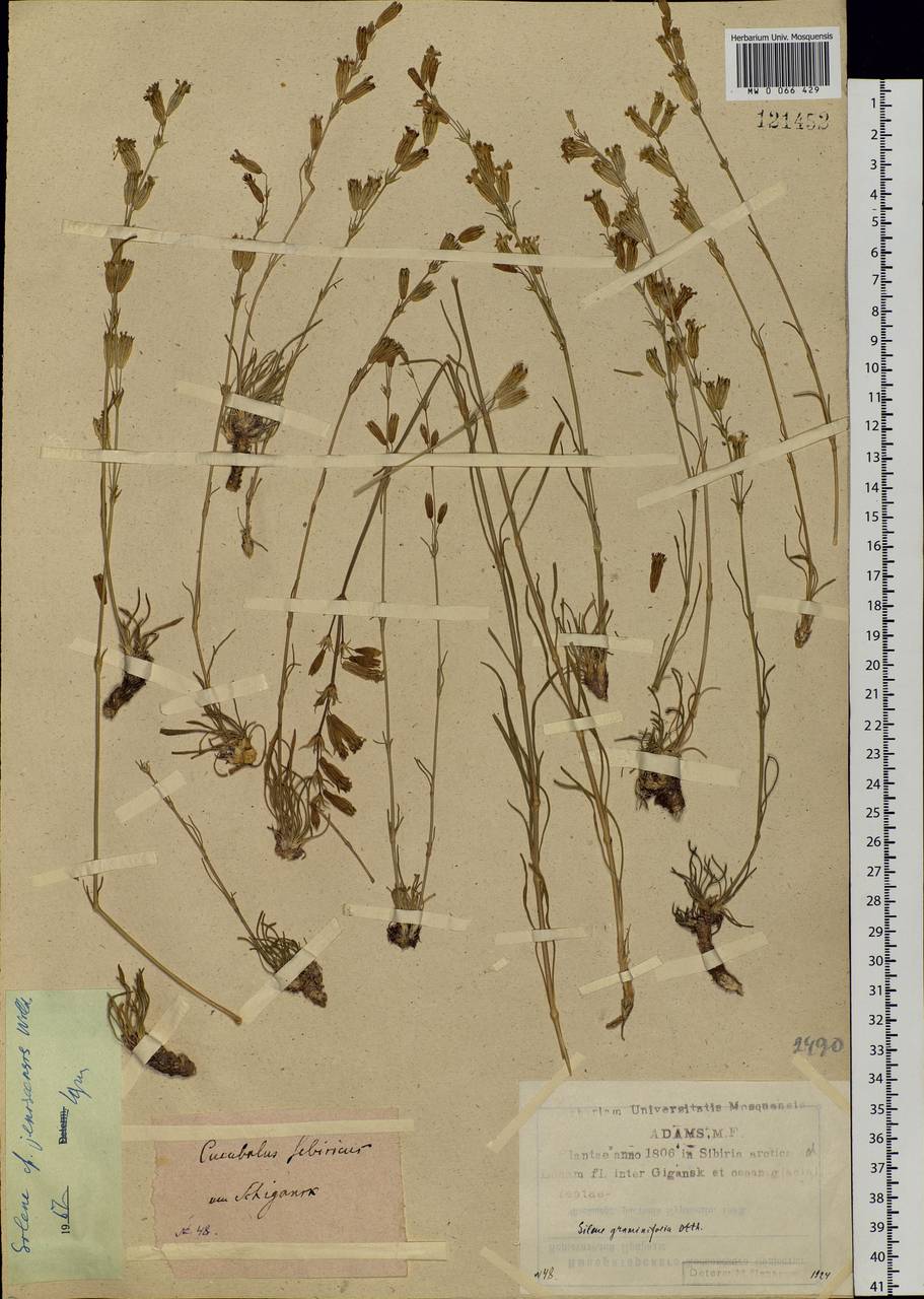 Silene jeniseensis Willd., Siberia, Yakutia (S5) (Russia)