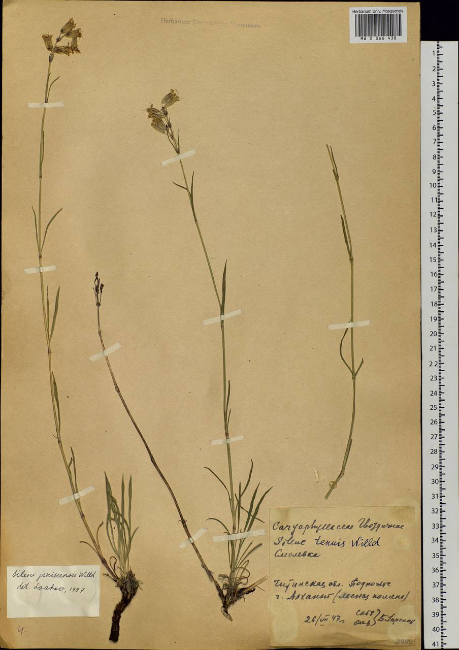 Silene jeniseensis Willd., Siberia, Baikal & Transbaikal region (S4) (Russia)