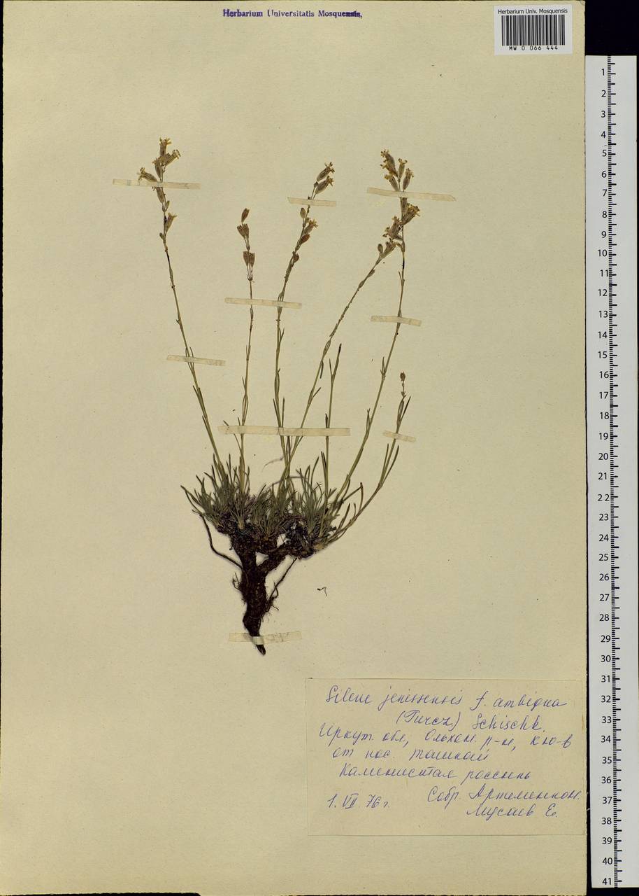 Silene jeniseensis Willd., Siberia, Baikal & Transbaikal region (S4) (Russia)