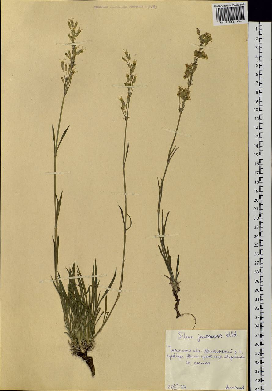 Silene jeniseensis Willd., Siberia, Baikal & Transbaikal region (S4) (Russia)