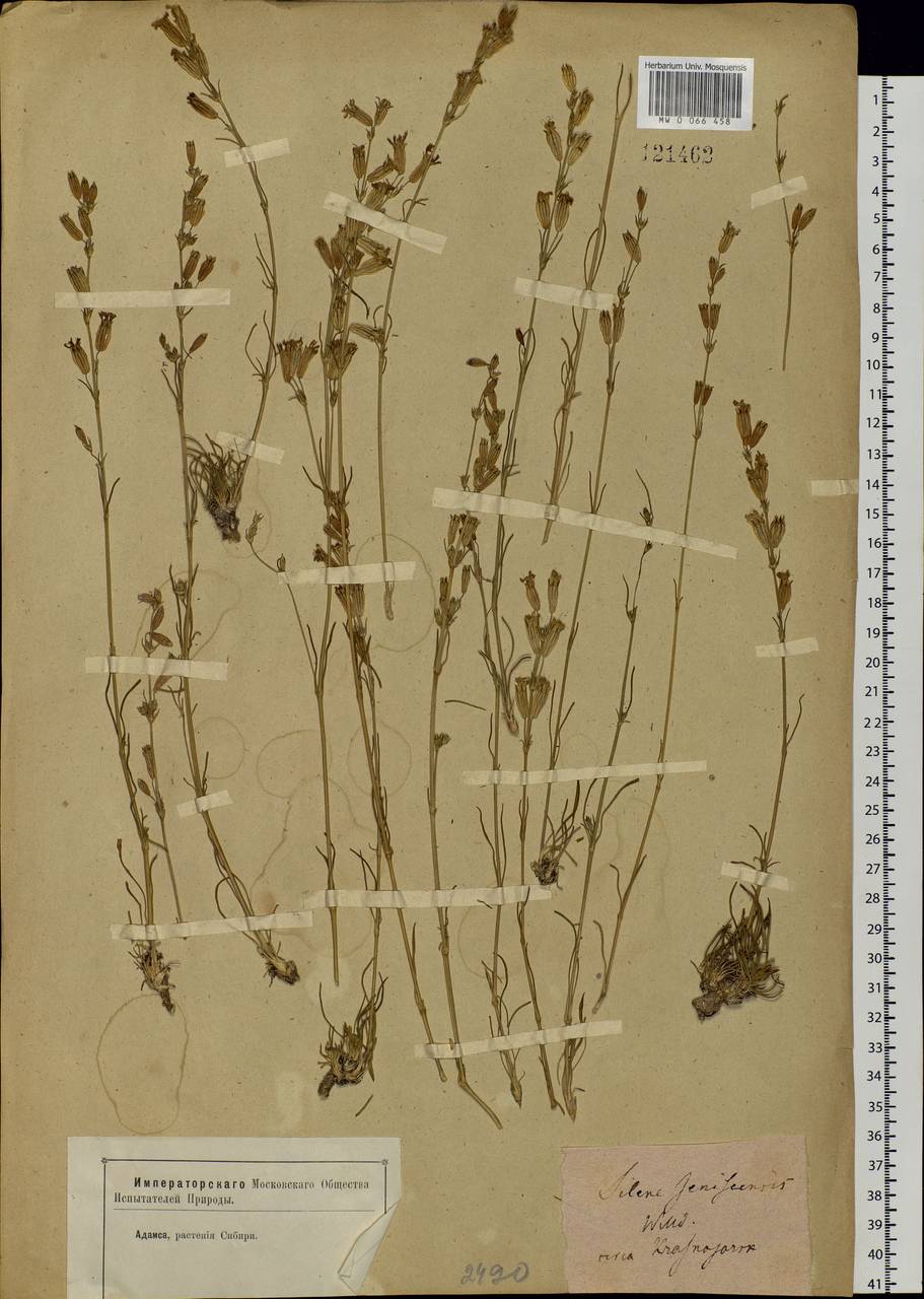 Silene jeniseensis Willd., Siberia, Western Siberia (S1) (Russia)