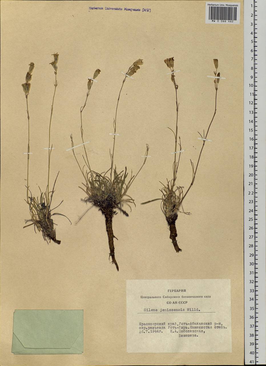 Silene jeniseensis Willd., Siberia, Altai & Sayany Mountains (S2) (Russia)
