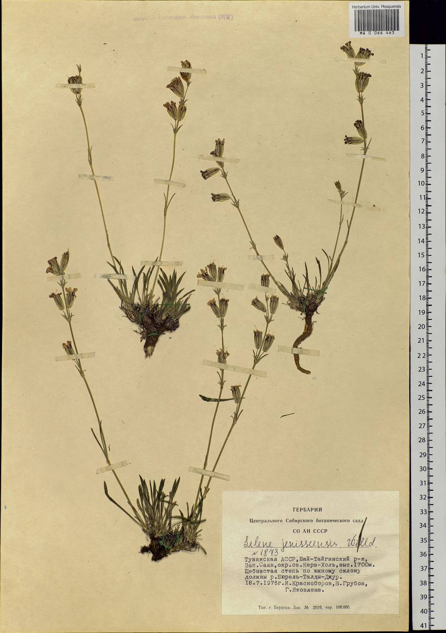 Silene jeniseensis Willd., Siberia, Altai & Sayany Mountains (S2) (Russia)