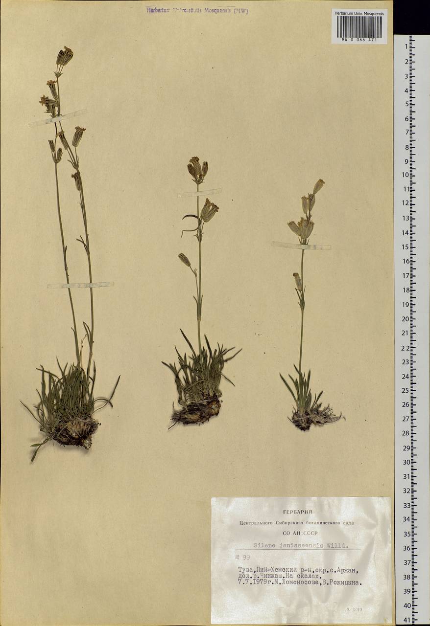 Silene jeniseensis Willd., Siberia, Altai & Sayany Mountains (S2) (Russia)