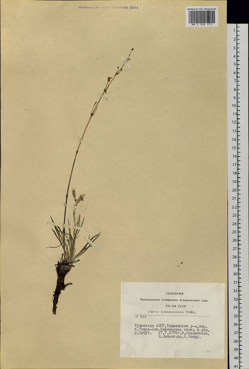 Silene jeniseensis Willd., Siberia, Altai & Sayany Mountains (S2) (Russia)