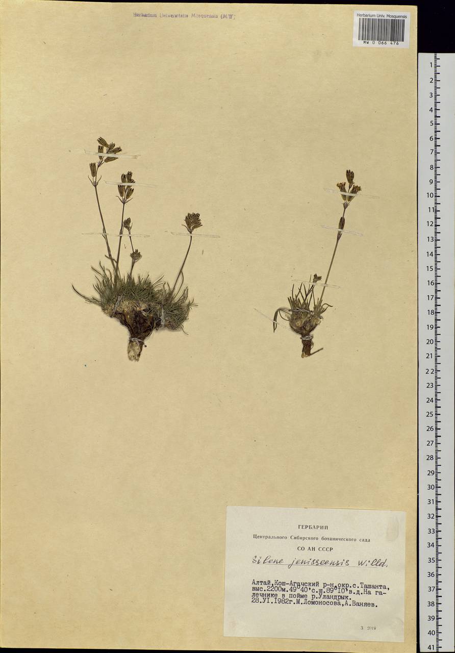 Silene jeniseensis Willd., Siberia, Altai & Sayany Mountains (S2) (Russia)