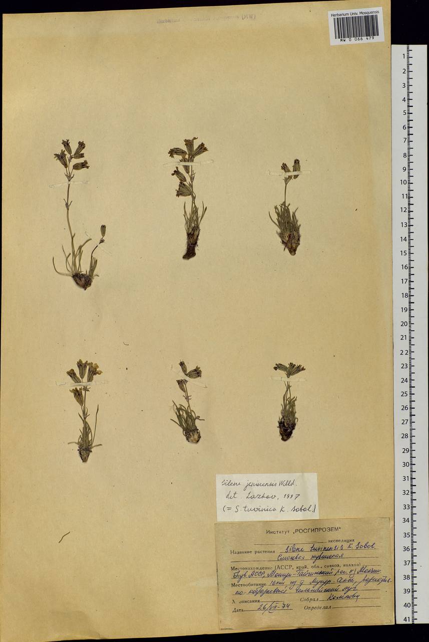 Silene jeniseensis Willd., Siberia, Altai & Sayany Mountains (S2) (Russia)