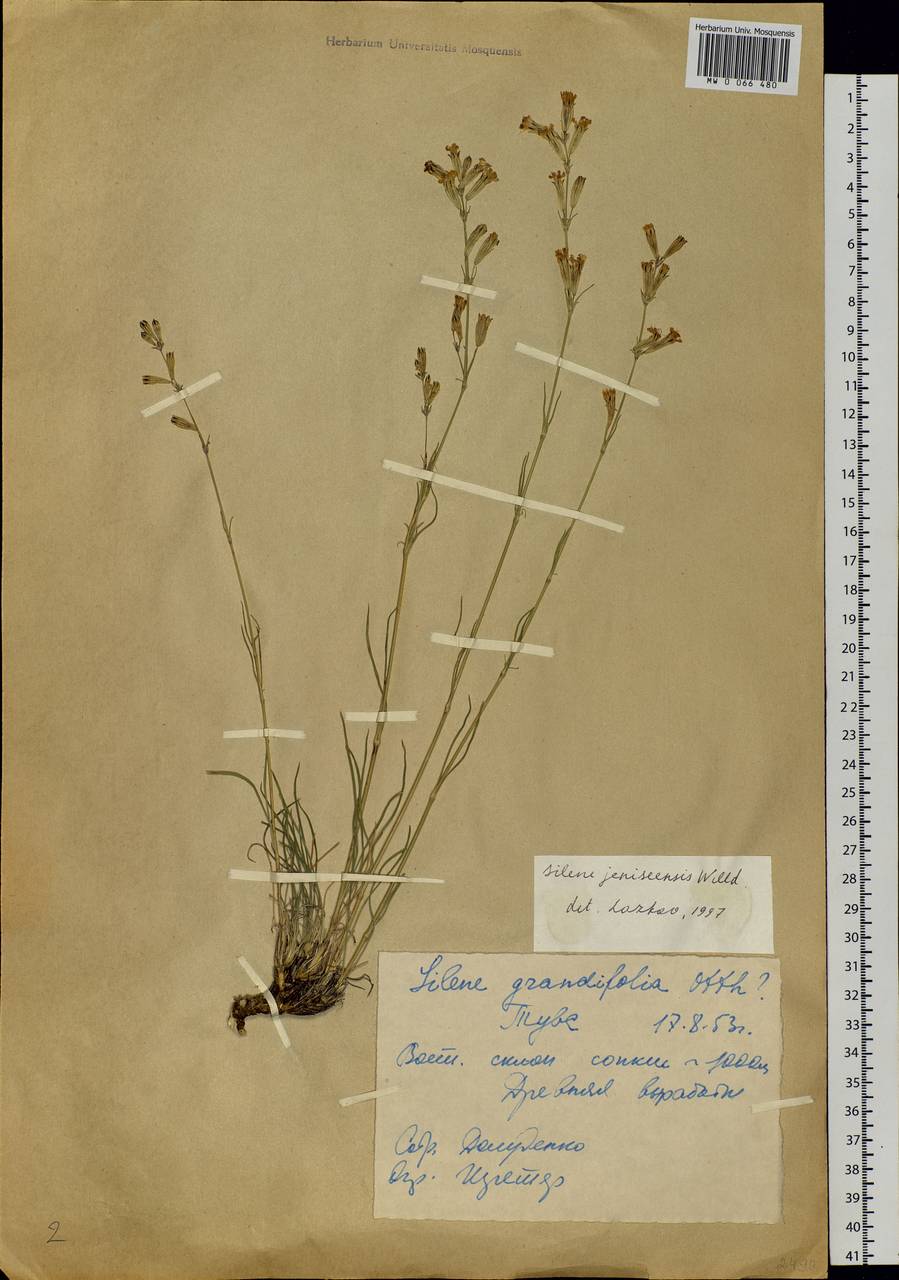 Silene jeniseensis Willd., Siberia, Altai & Sayany Mountains (S2) (Russia)