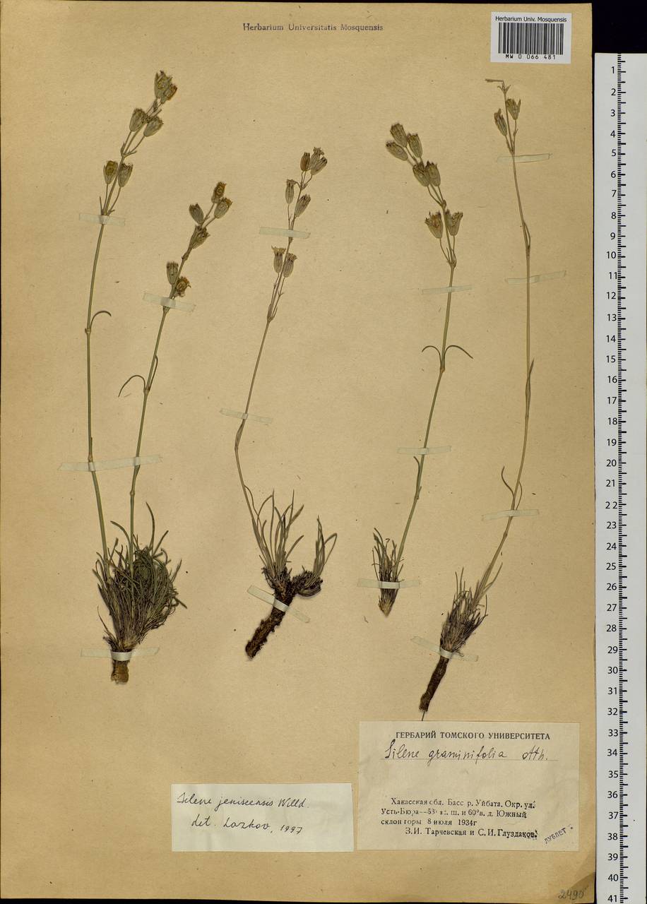 Silene jeniseensis Willd., Siberia, Altai & Sayany Mountains (S2) (Russia)