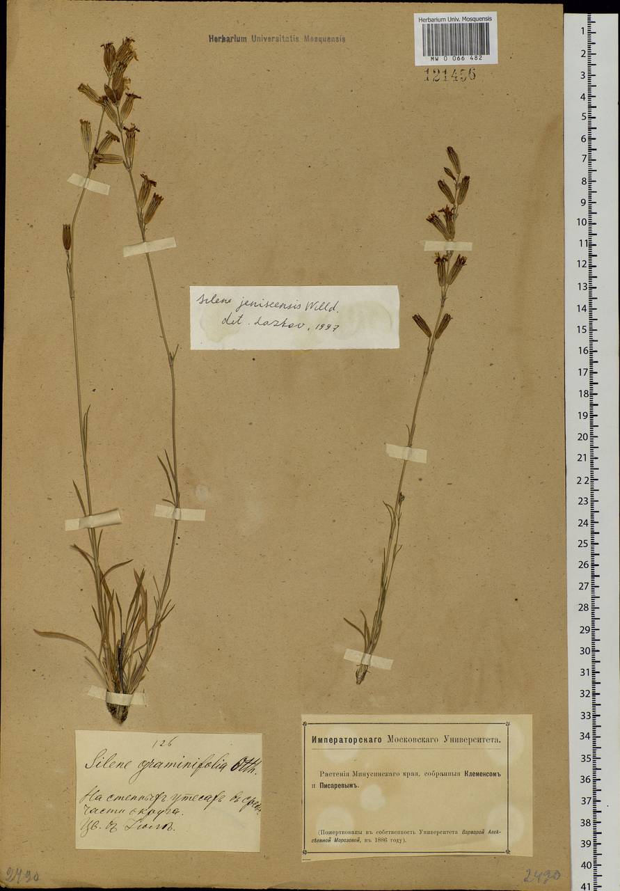 Silene jeniseensis Willd., Siberia, Altai & Sayany Mountains (S2) (Russia)