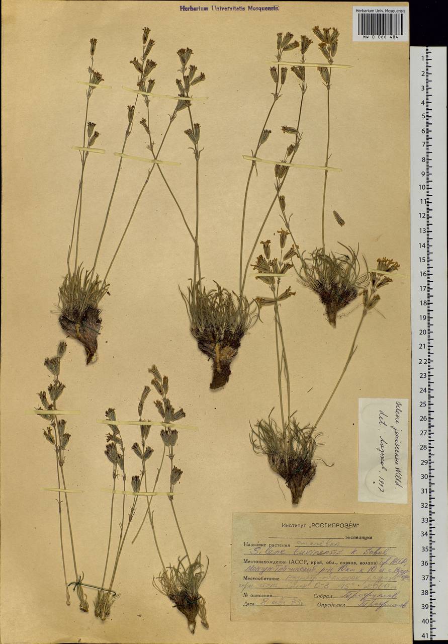 Silene jeniseensis Willd., Siberia, Altai & Sayany Mountains (S2) (Russia)