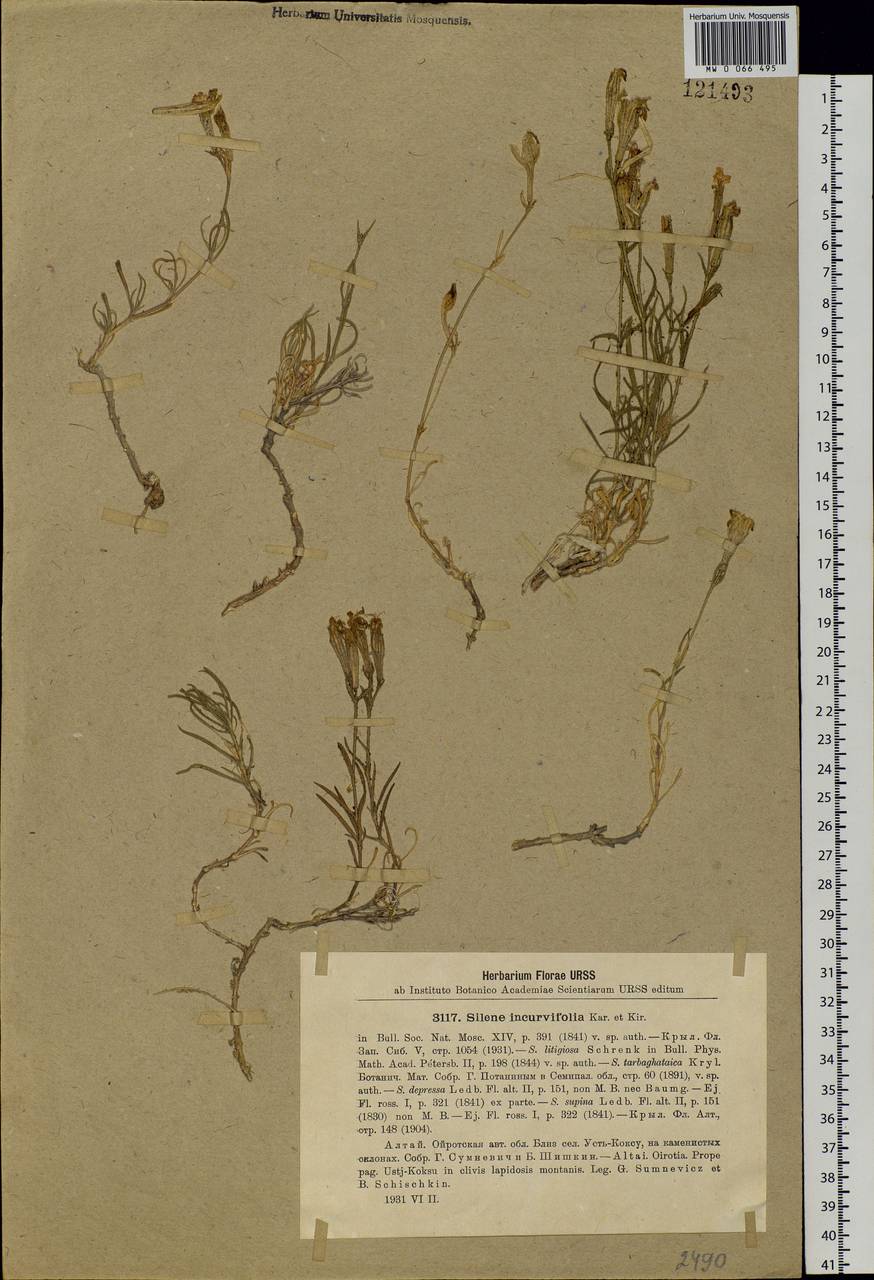 Silene incurvifolia Kar. & Kir., Siberia, Altai & Sayany Mountains (S2) (Russia)