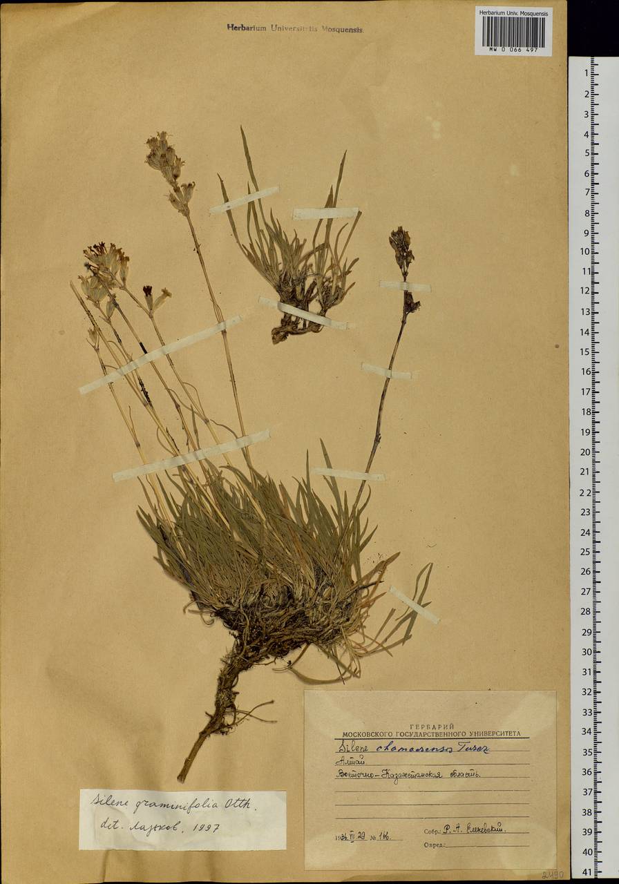 Silene graminifolia Otth, Middle Asia, Dzungarian Alatau & Tarbagatai (M5) (Kazakhstan)