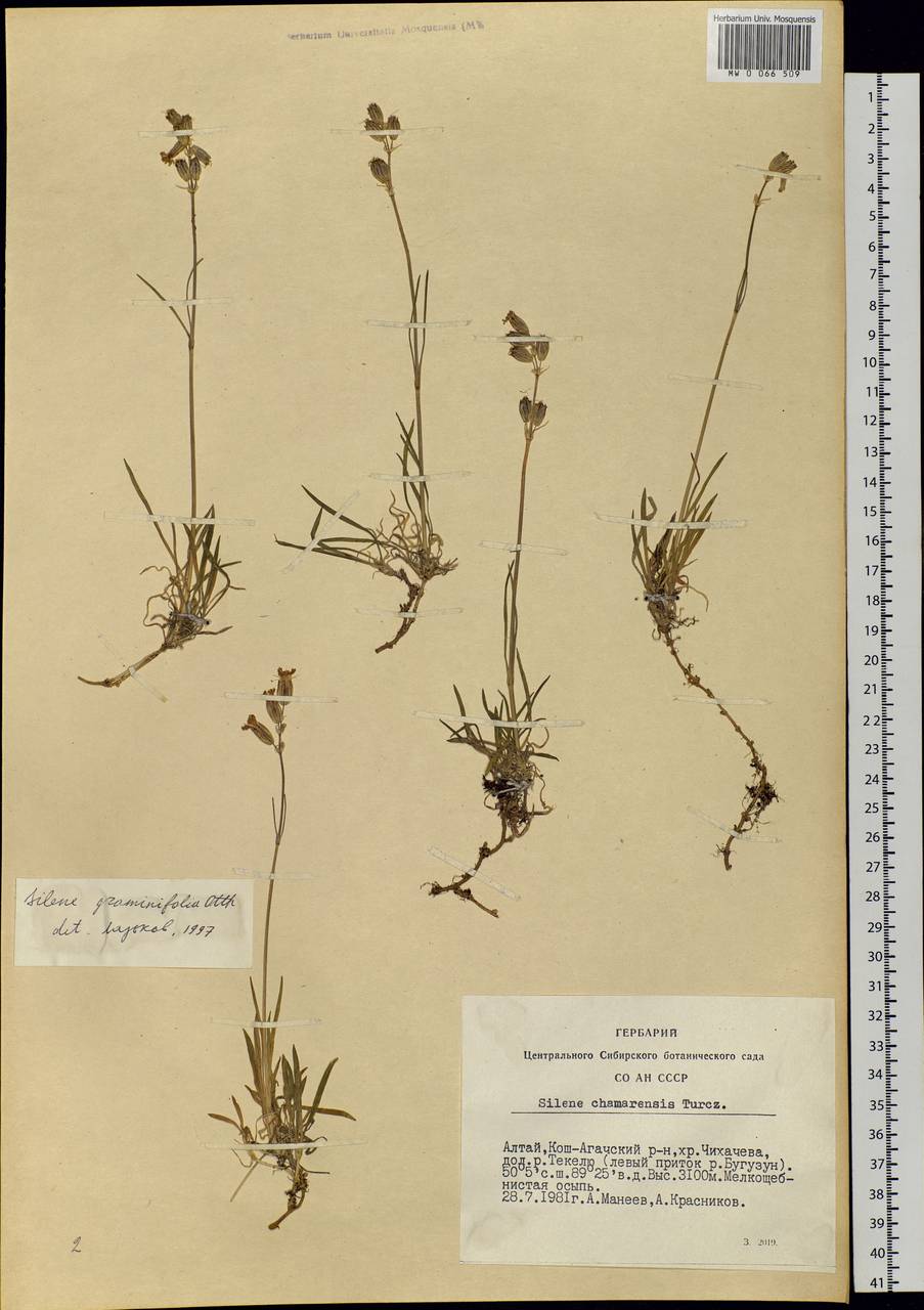 Silene graminifolia Otth, Siberia, Altai & Sayany Mountains (S2) (Russia)
