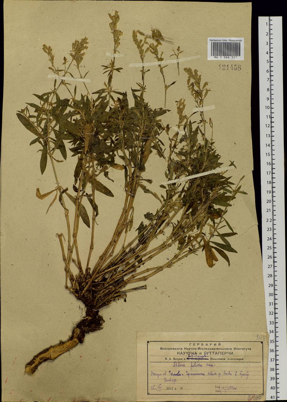 Silene foliosa Maxim., Siberia, Russian Far East (S6) (Russia)