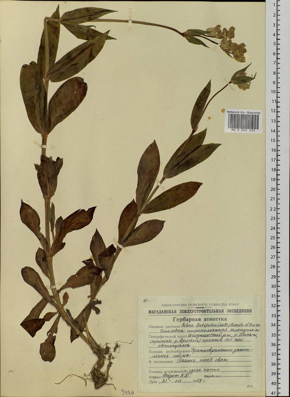 Silene vulgaris (Moench) Garcke, Siberia, Chukotka & Kamchatka (S7) (Russia)
