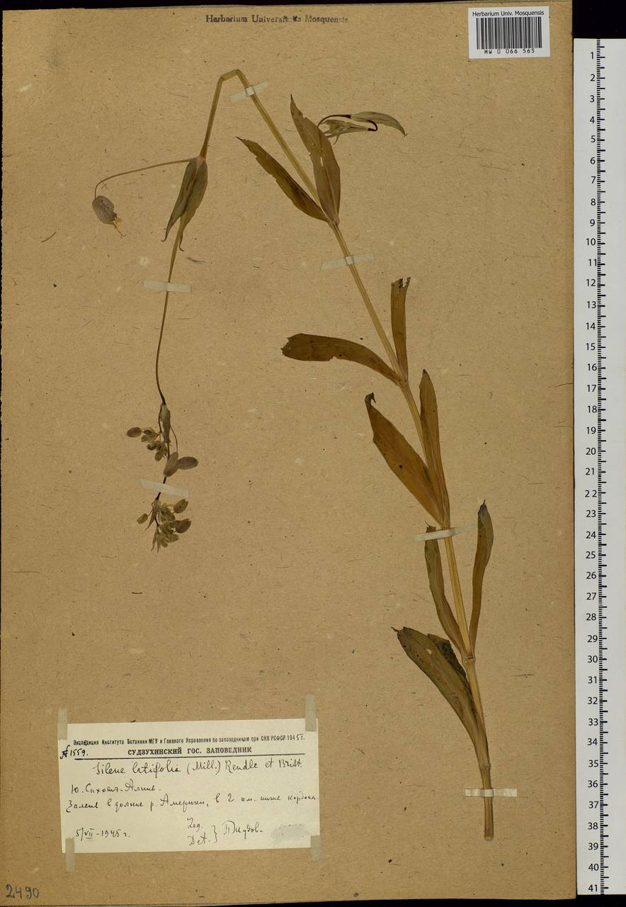 Silene vulgaris (Moench) Garcke, Siberia, Russian Far East (S6) (Russia)