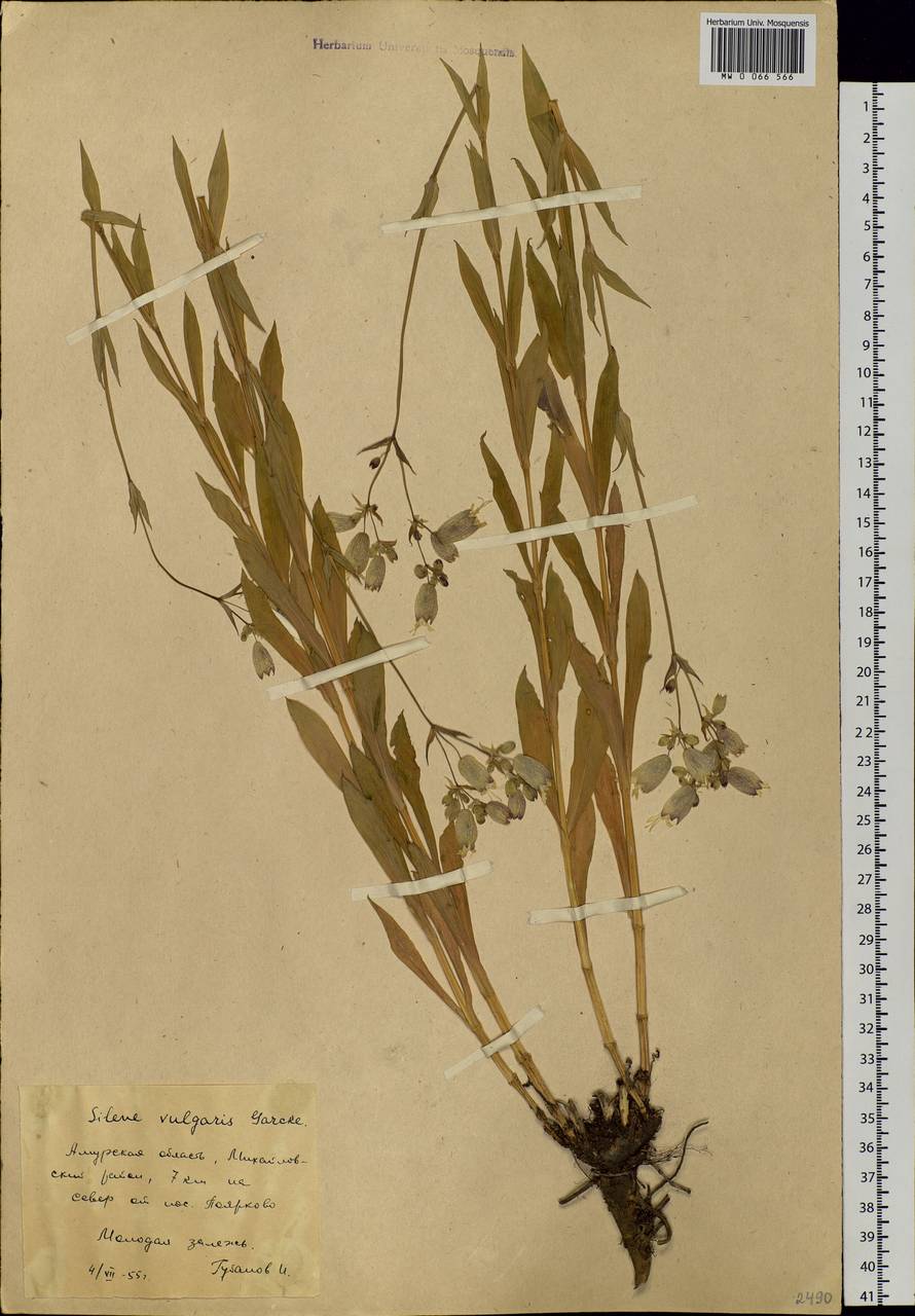 Silene vulgaris (Moench) Garcke, Siberia, Russian Far East (S6) (Russia)