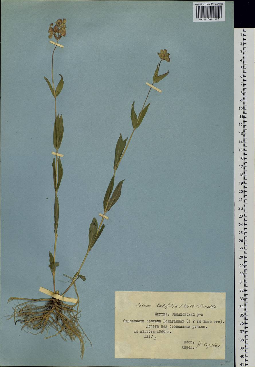 Silene vulgaris (Moench) Garcke, Siberia, Yakutia (S5) (Russia)