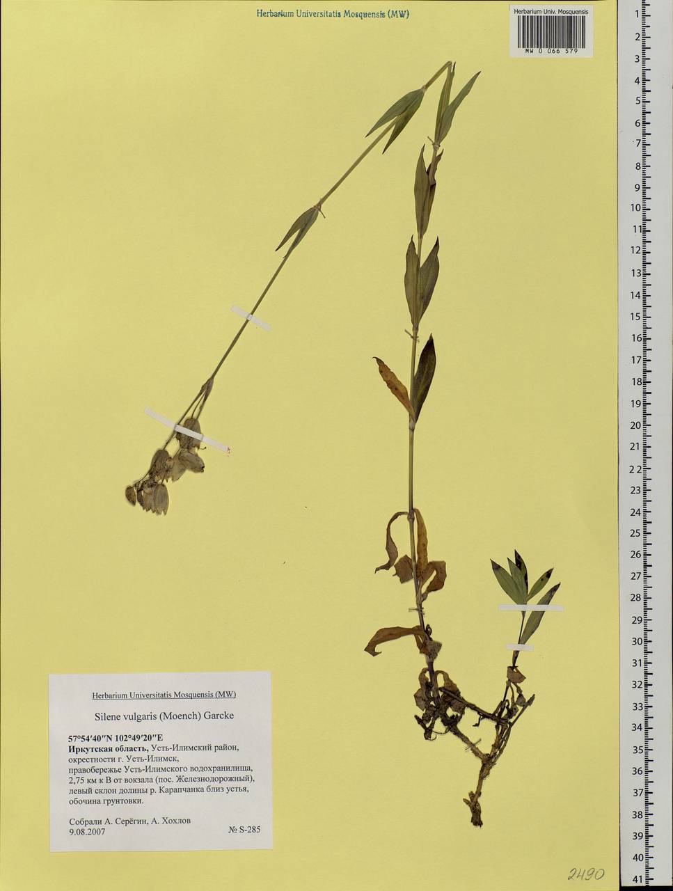 Silene vulgaris (Moench) Garcke, Siberia, Baikal & Transbaikal region (S4) (Russia)