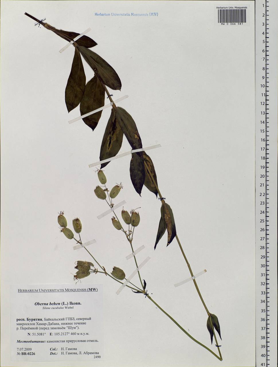 Silene vulgaris (Moench) Garcke, Siberia, Baikal & Transbaikal region (S4) (Russia)