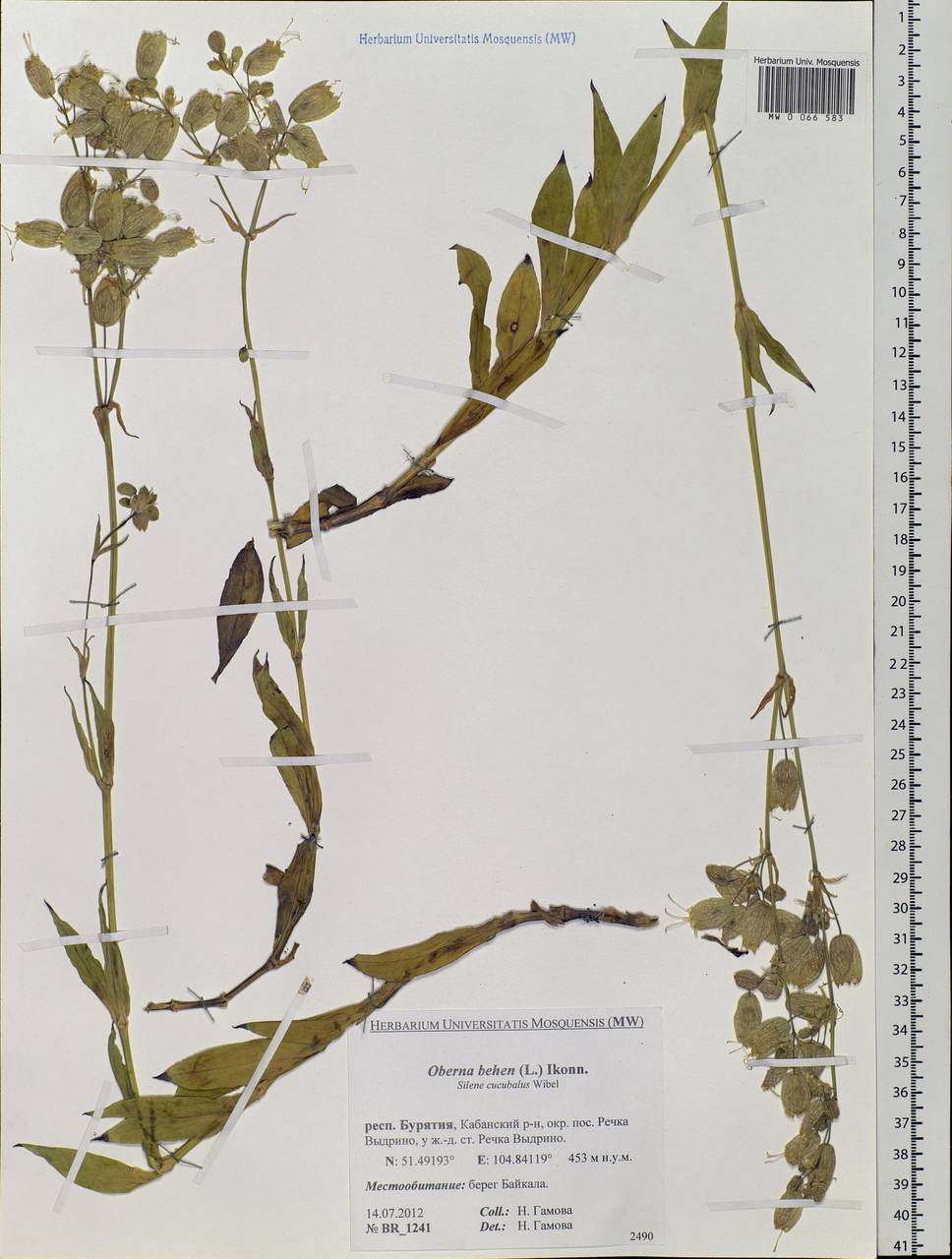 Silene vulgaris (Moench) Garcke, Siberia, Baikal & Transbaikal region (S4) (Russia)