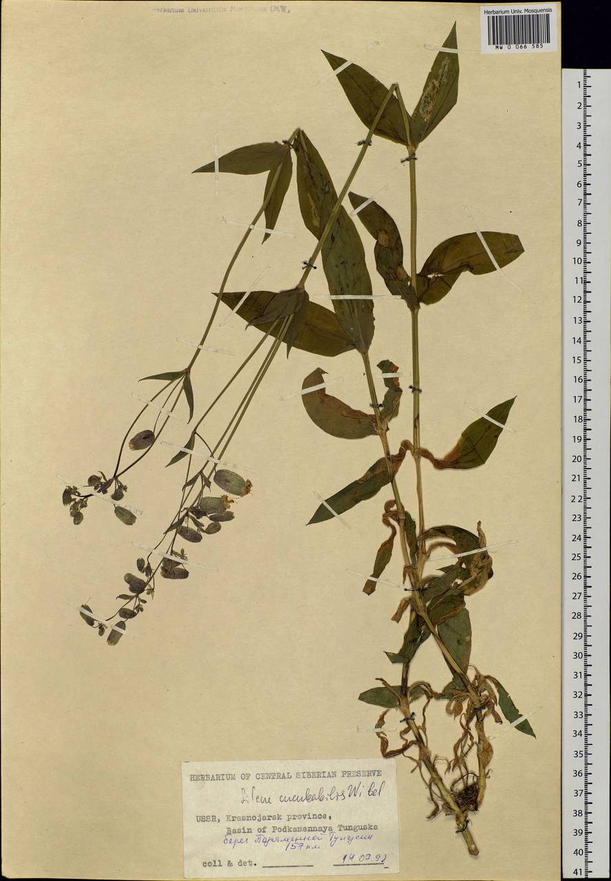 Silene vulgaris (Moench) Garcke, Siberia, Central Siberia (S3) (Russia)
