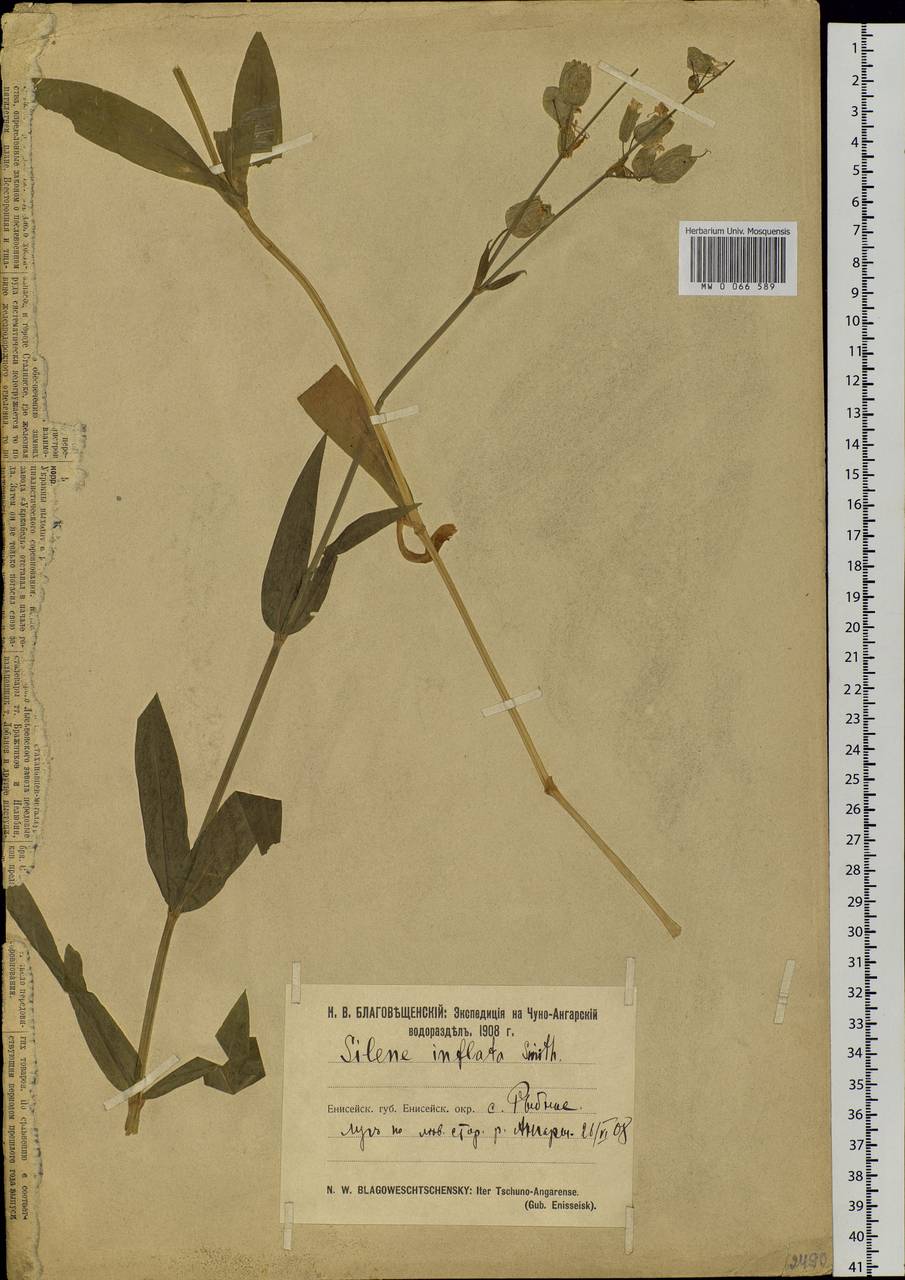 Silene vulgaris (Moench) Garcke, Siberia, Central Siberia (S3) (Russia)