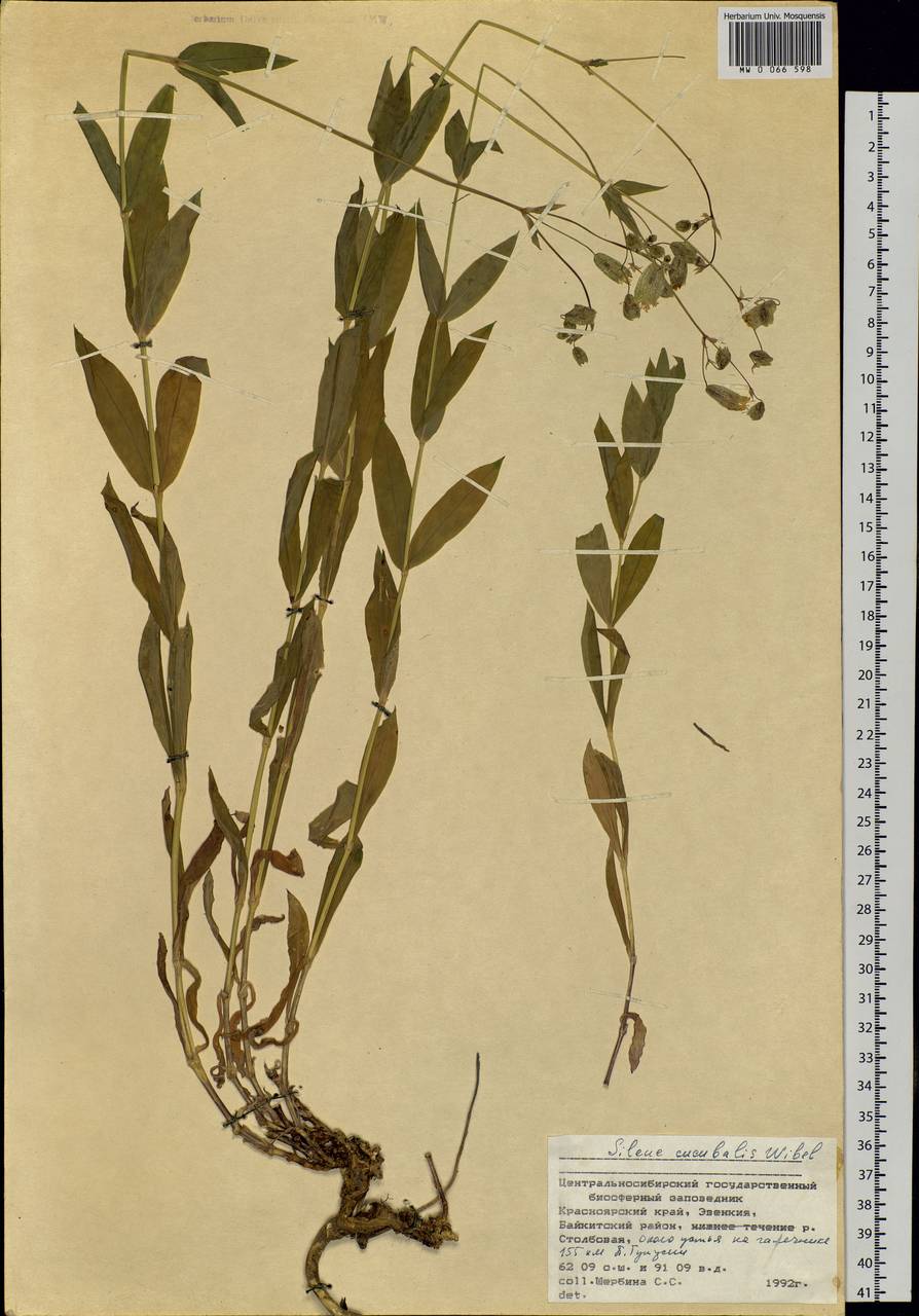 Silene vulgaris (Moench) Garcke, Siberia, Central Siberia (S3) (Russia)