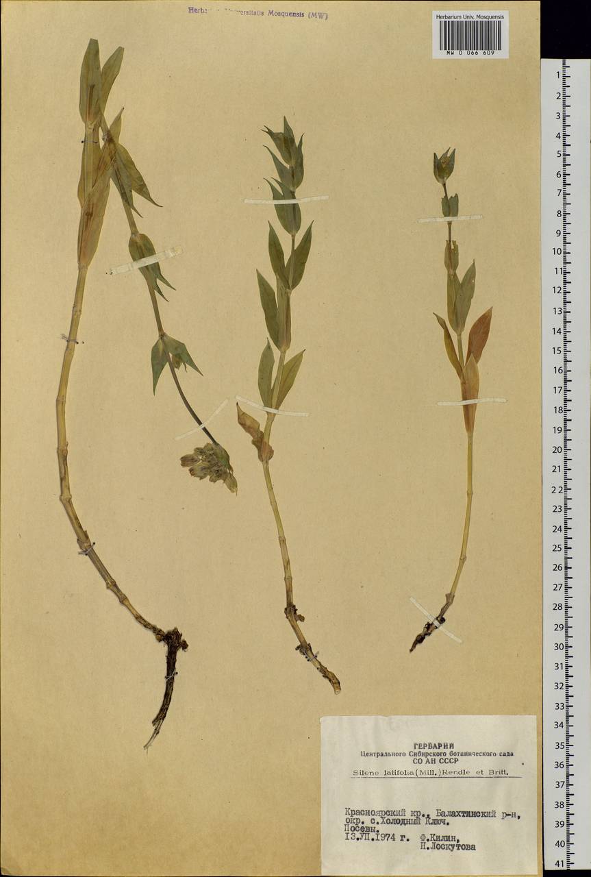 Silene vulgaris (Moench) Garcke, Siberia, Altai & Sayany Mountains (S2) (Russia)