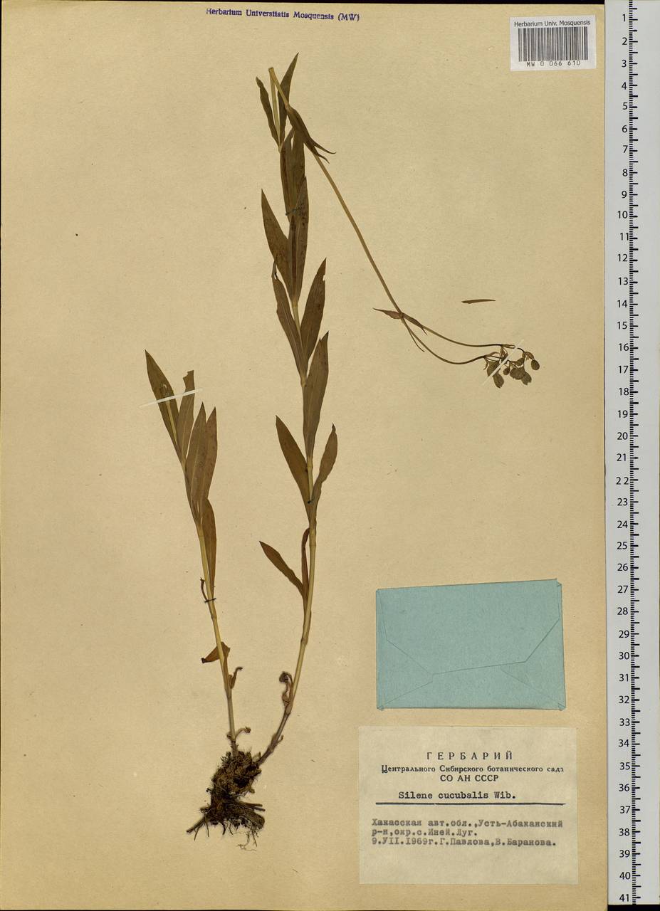 Silene vulgaris (Moench) Garcke, Siberia, Altai & Sayany Mountains (S2) (Russia)