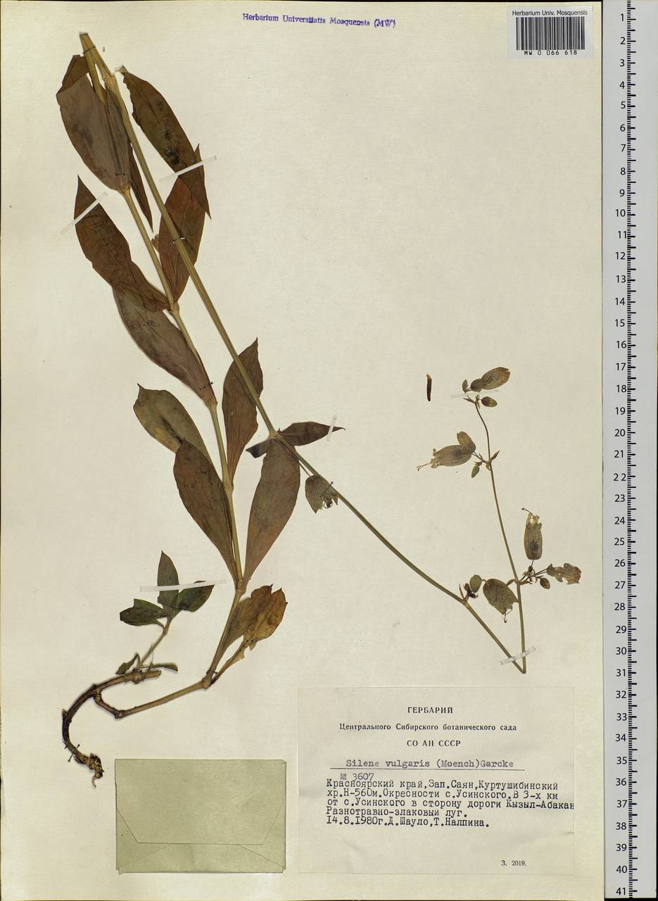 Silene vulgaris (Moench) Garcke, Siberia, Altai & Sayany Mountains (S2) (Russia)